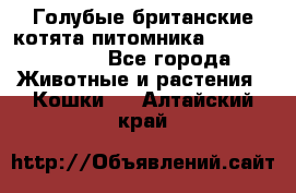 Голубые британские котята питомника Silvery Snow. - Все города Животные и растения » Кошки   . Алтайский край